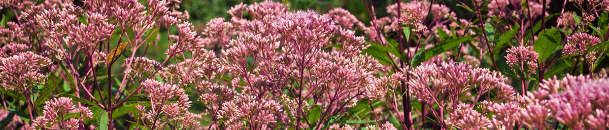 Joe Pye Weed