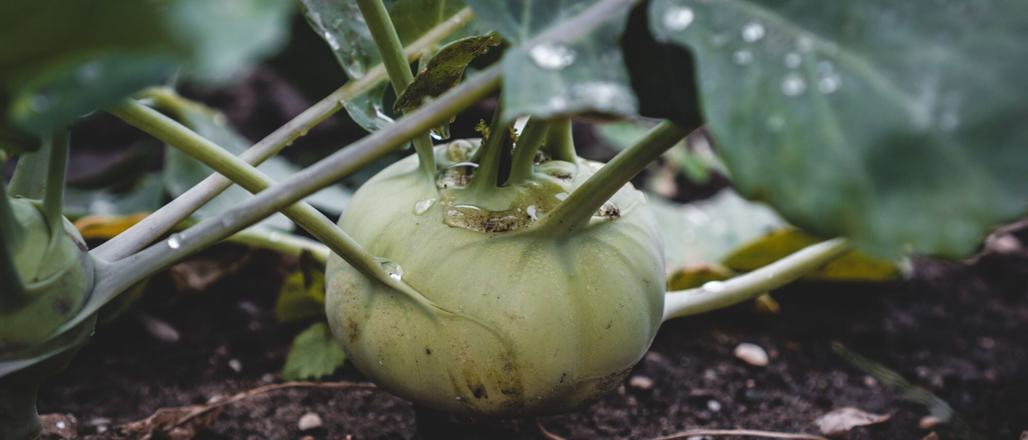 Grow kohlrabi in your home vegetable garden