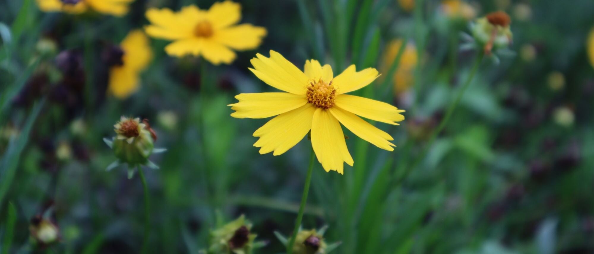 Grow perennial wildflower coreopsis in your home flower garden