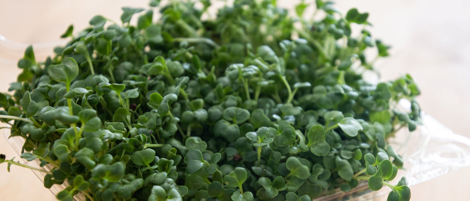 Grow your own microgreens with mild taste and ultimate nutrition