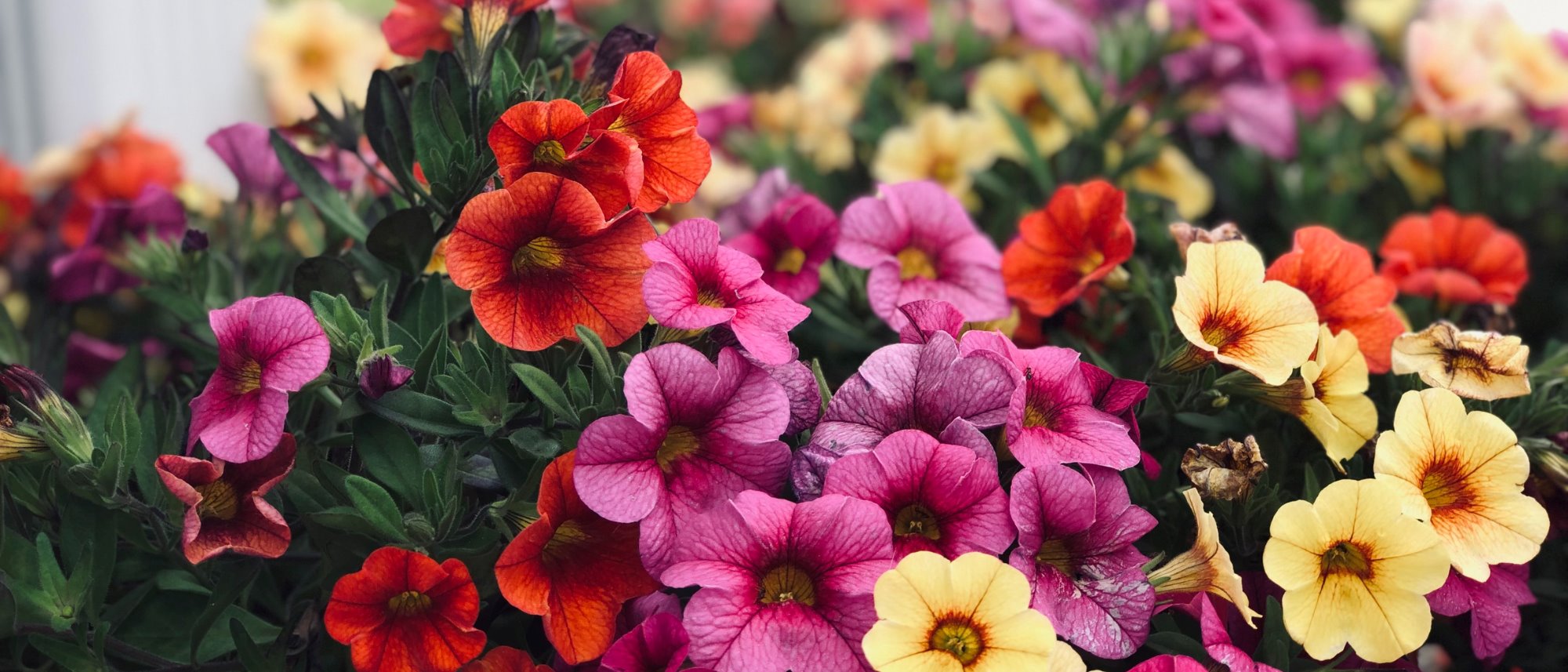 Grow a colorful mix of container and bedding petunias