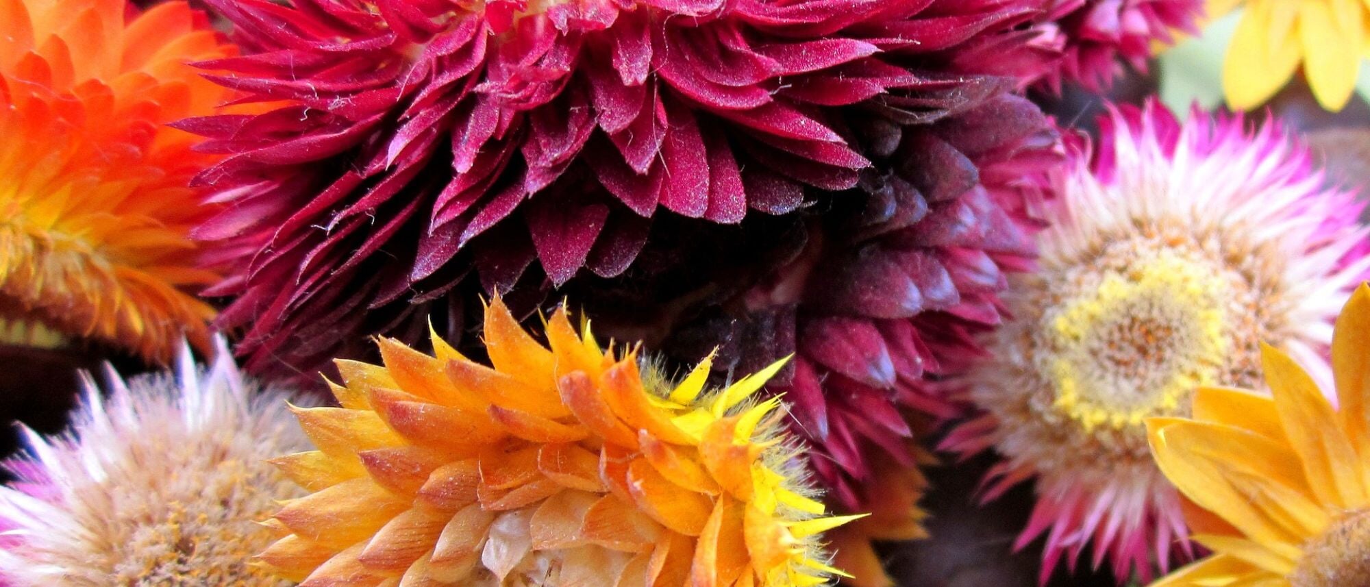 Pink yellow red and light pink strawflowers dried and ready to use