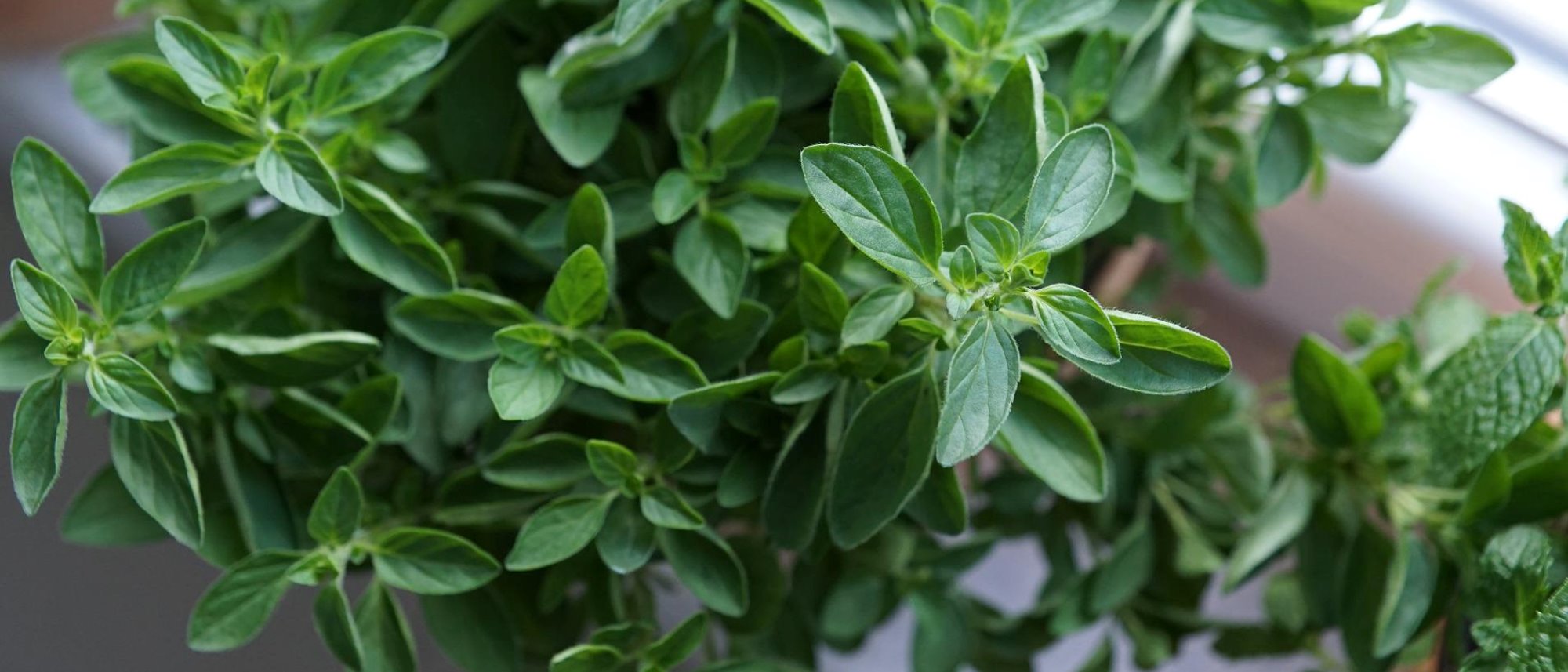 Grow fresh oregano for Italian cooking and more