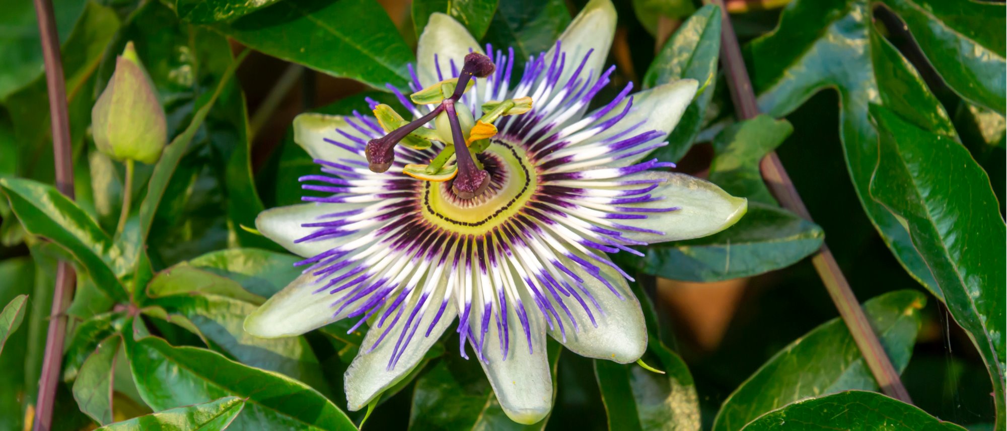 Passion Flower