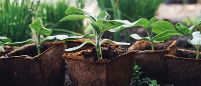 seedlings growing in fiber pots vegetable seed starters