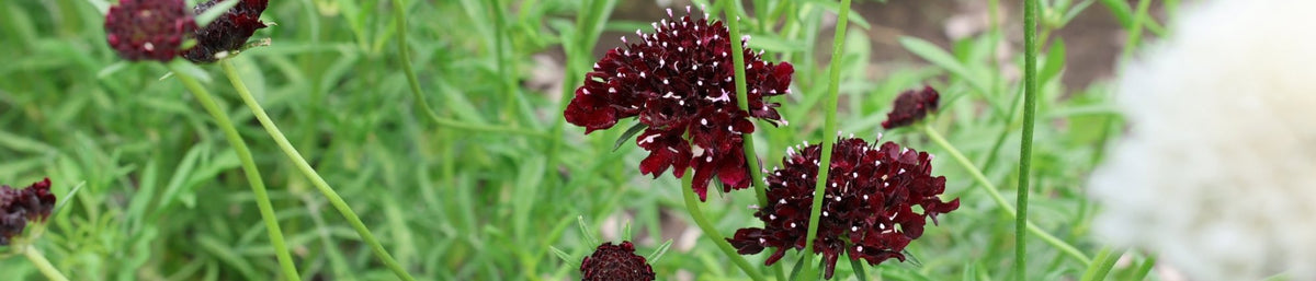 Pincushion Flower