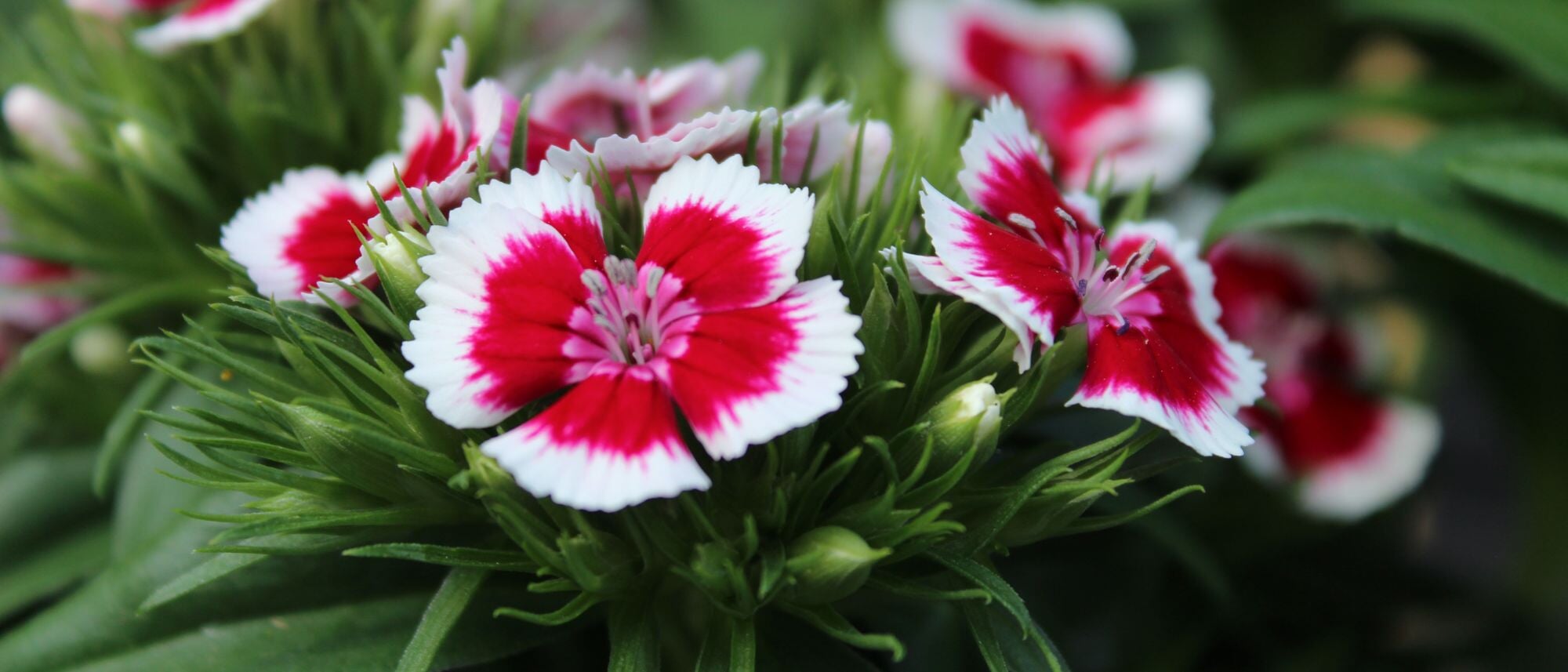 Grow container friendly pink dianthus in your flower garden