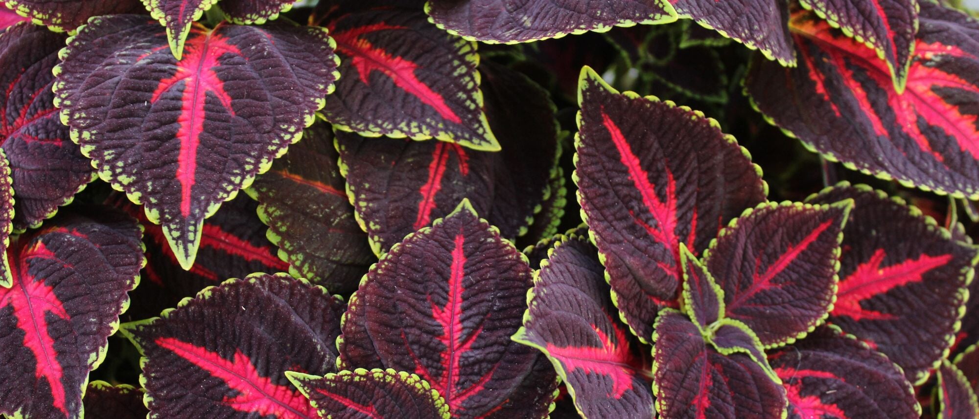Grow shade tolerant and unique coleus for its wonderful foliage