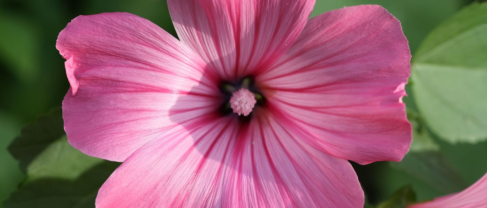 Pink large hibiscus rose mallow flower in the garden