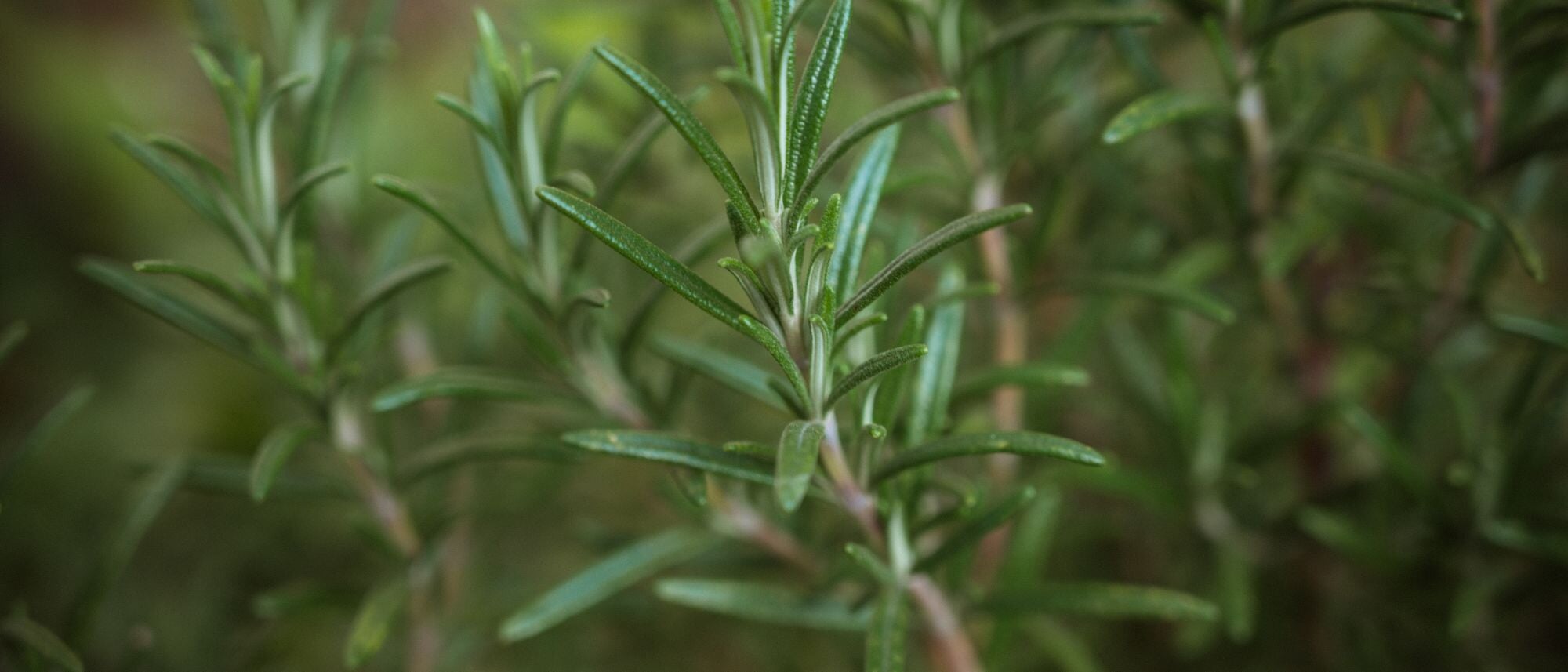 Grow rosemary in your home herb garden to add to your favorite dishes