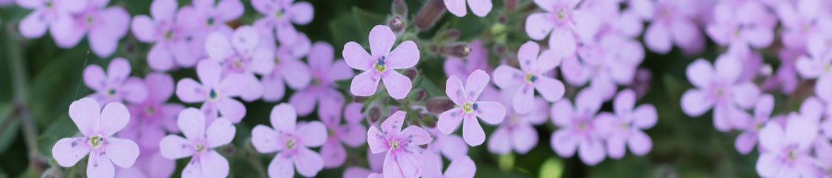 Soapwort