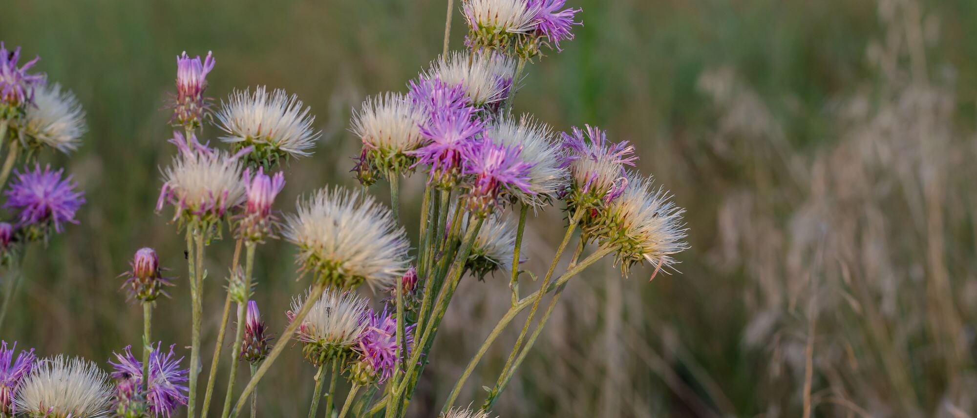 Purple and pink feathered blooms of sweet sultan amberboa