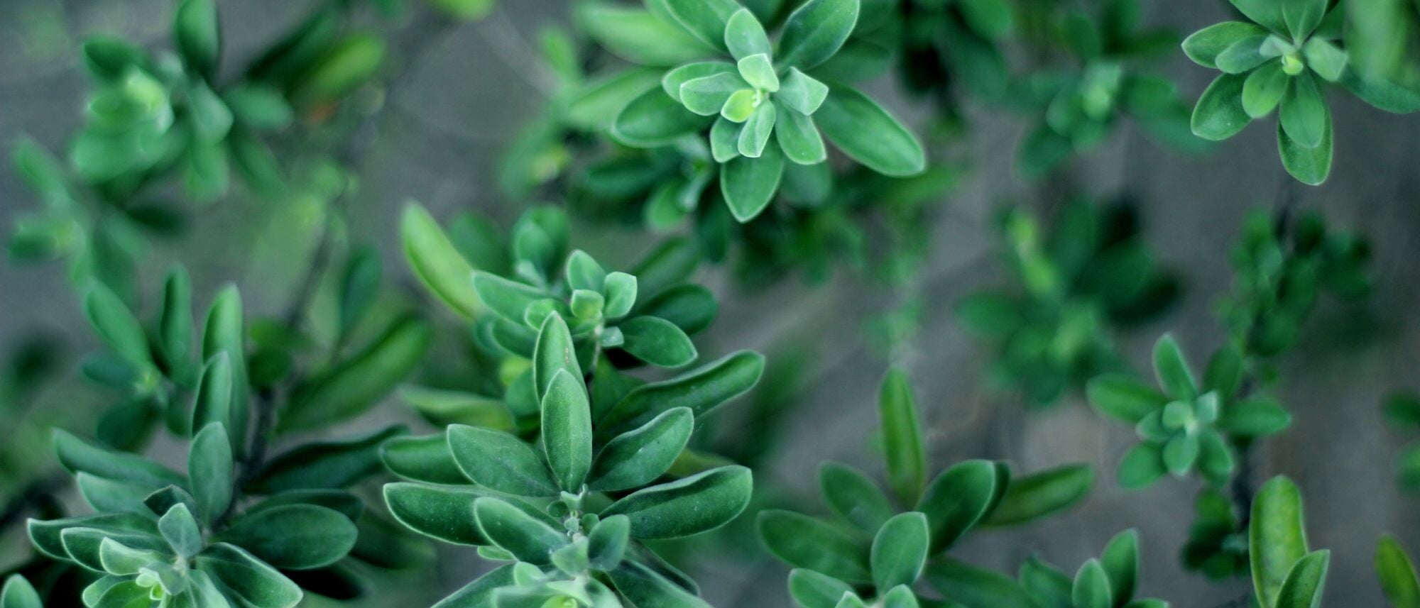 Grow thyme to always have fresh or dried in the kitchen