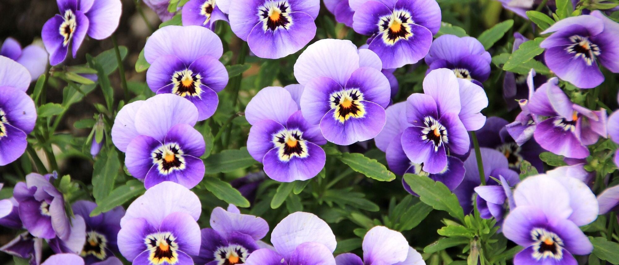 Vibrant violet flower blooms