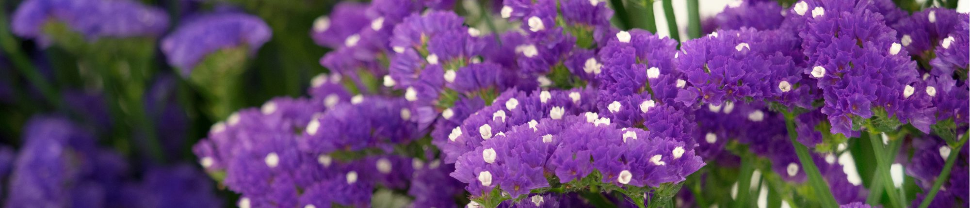 statice growing in garden