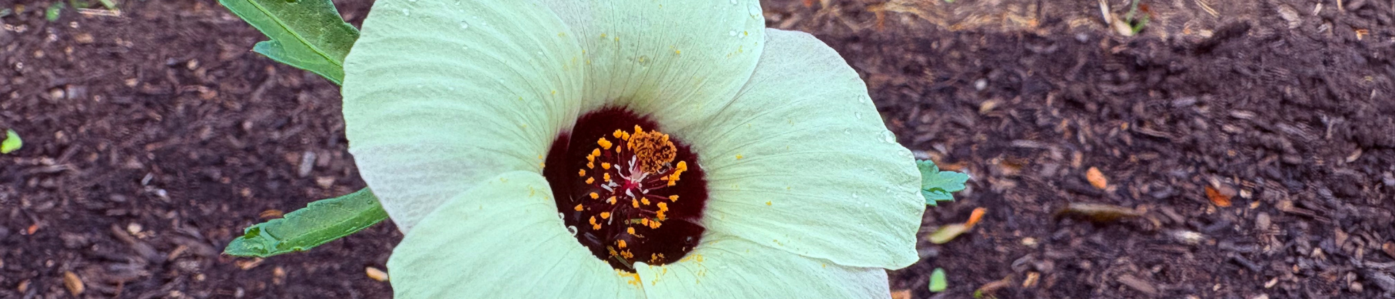 roselle growing in garden