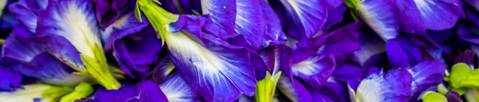 butterfly pea flowers