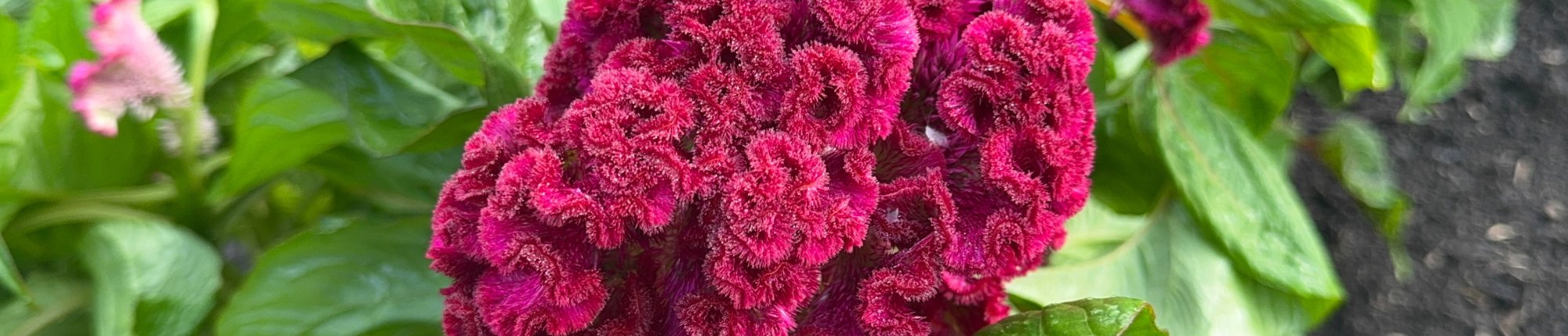 celosia growing in garden