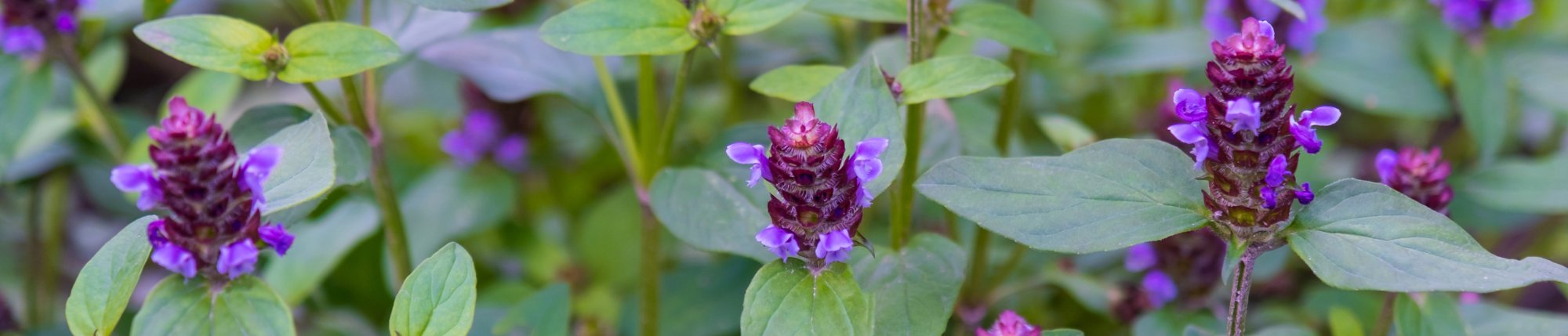 heal-all growing in garden