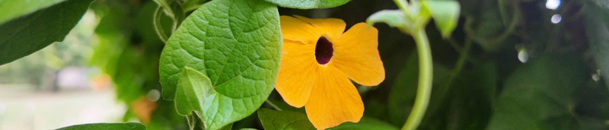 thunbergia black-eyed susan vine growing in garden