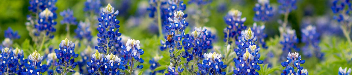 Texas Bluebonnet