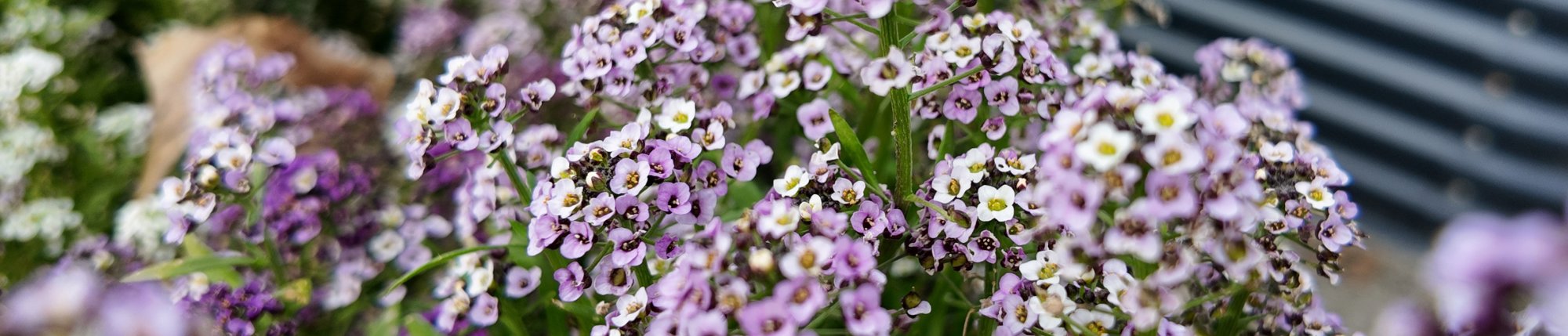 Shop New Heirloom Seeds for Your 2026 Garden