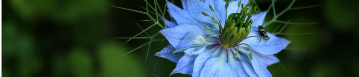 Love-in-a-Mist