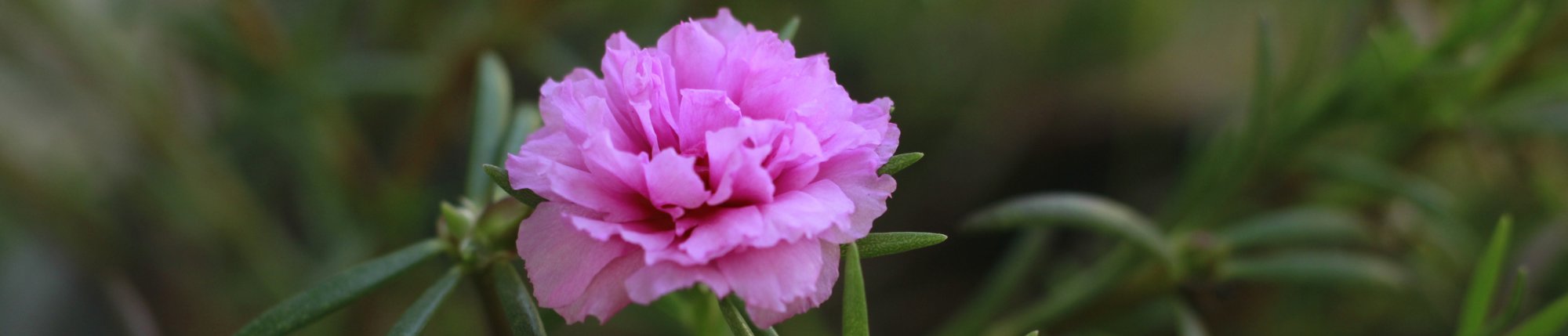 Moss Rose