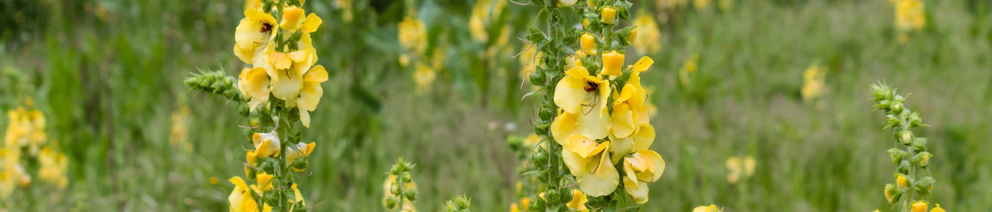 mullein growing in garden