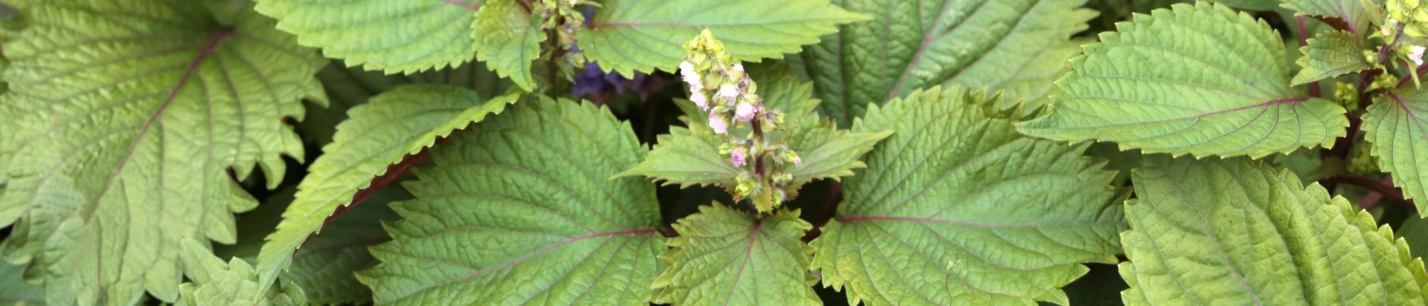 shiso growing in garden