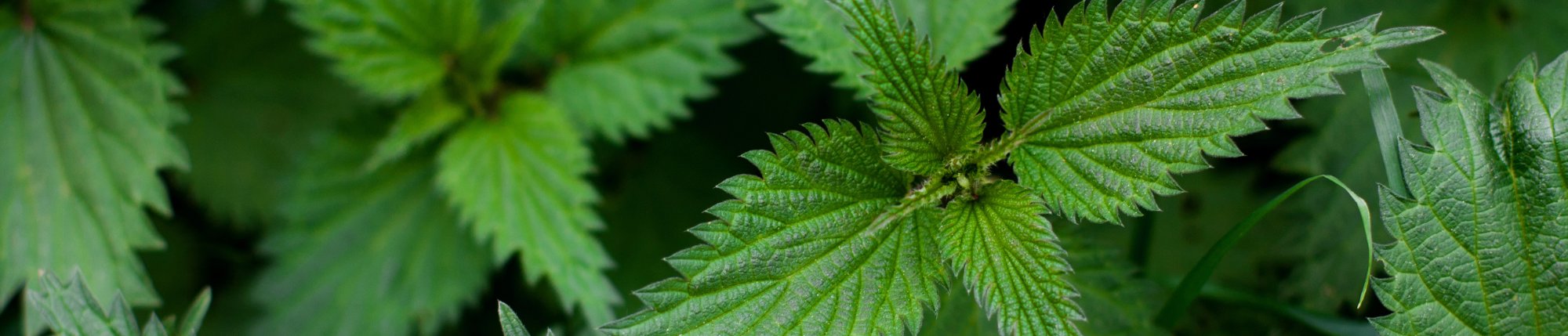 stinging nettle growing in garden