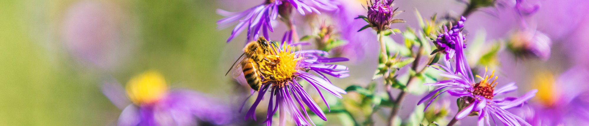 Pollinator Flowers