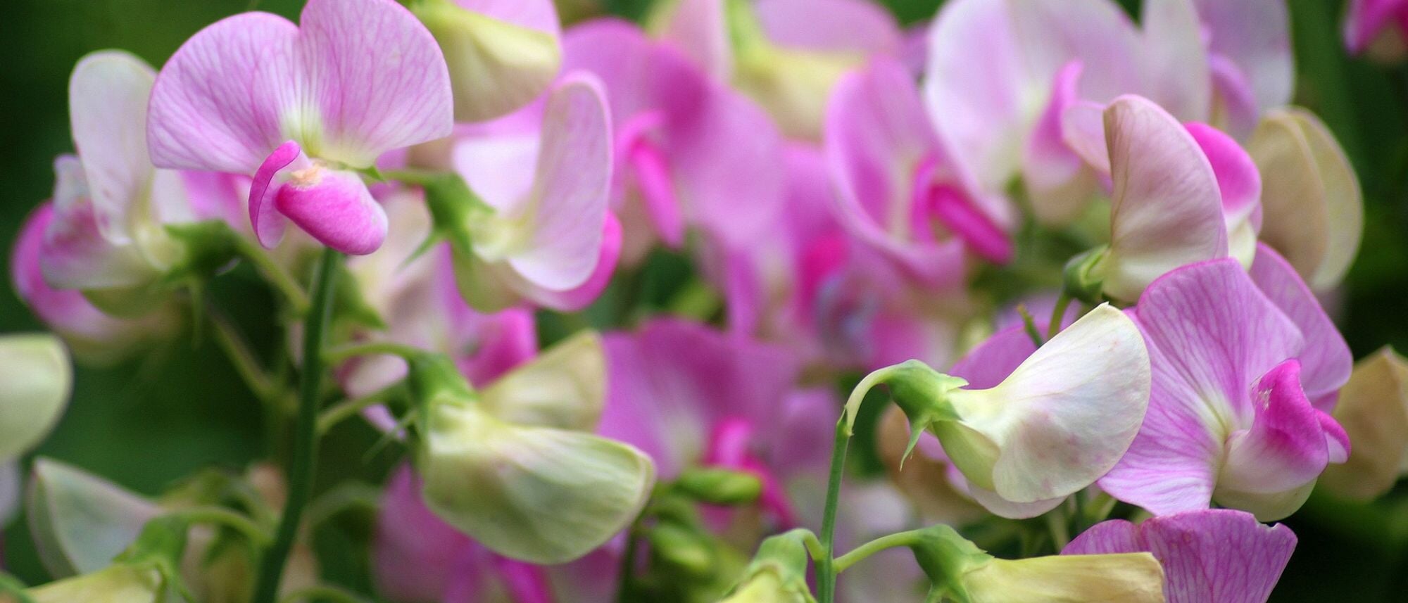 Grow sweet pea flowers at home