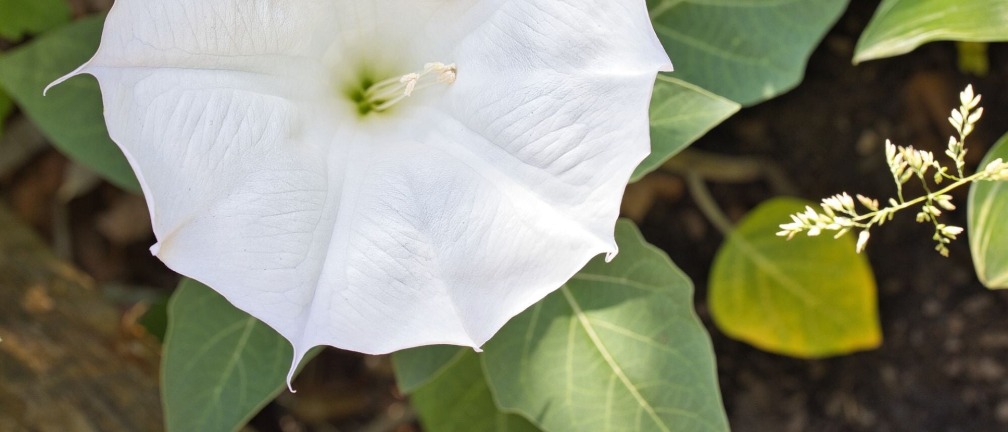 Beautiful white large flower for visual enjoyment in the flower garden