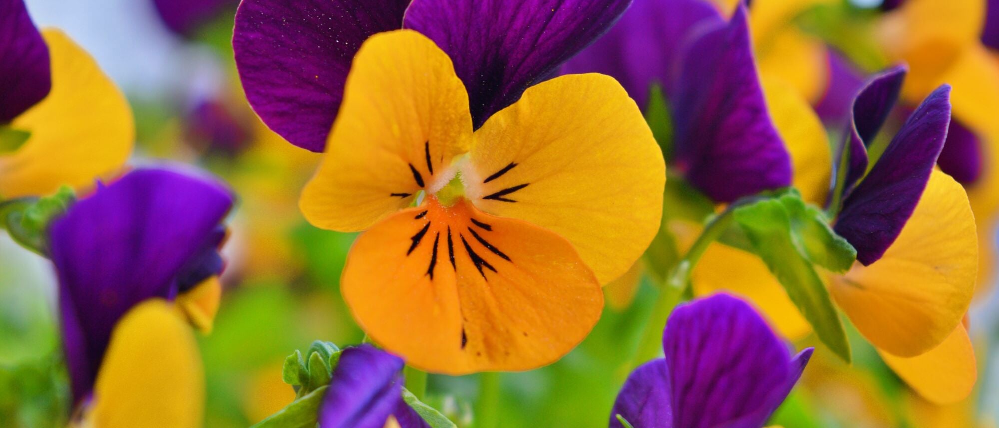 Grow cold tolerant pansies at home