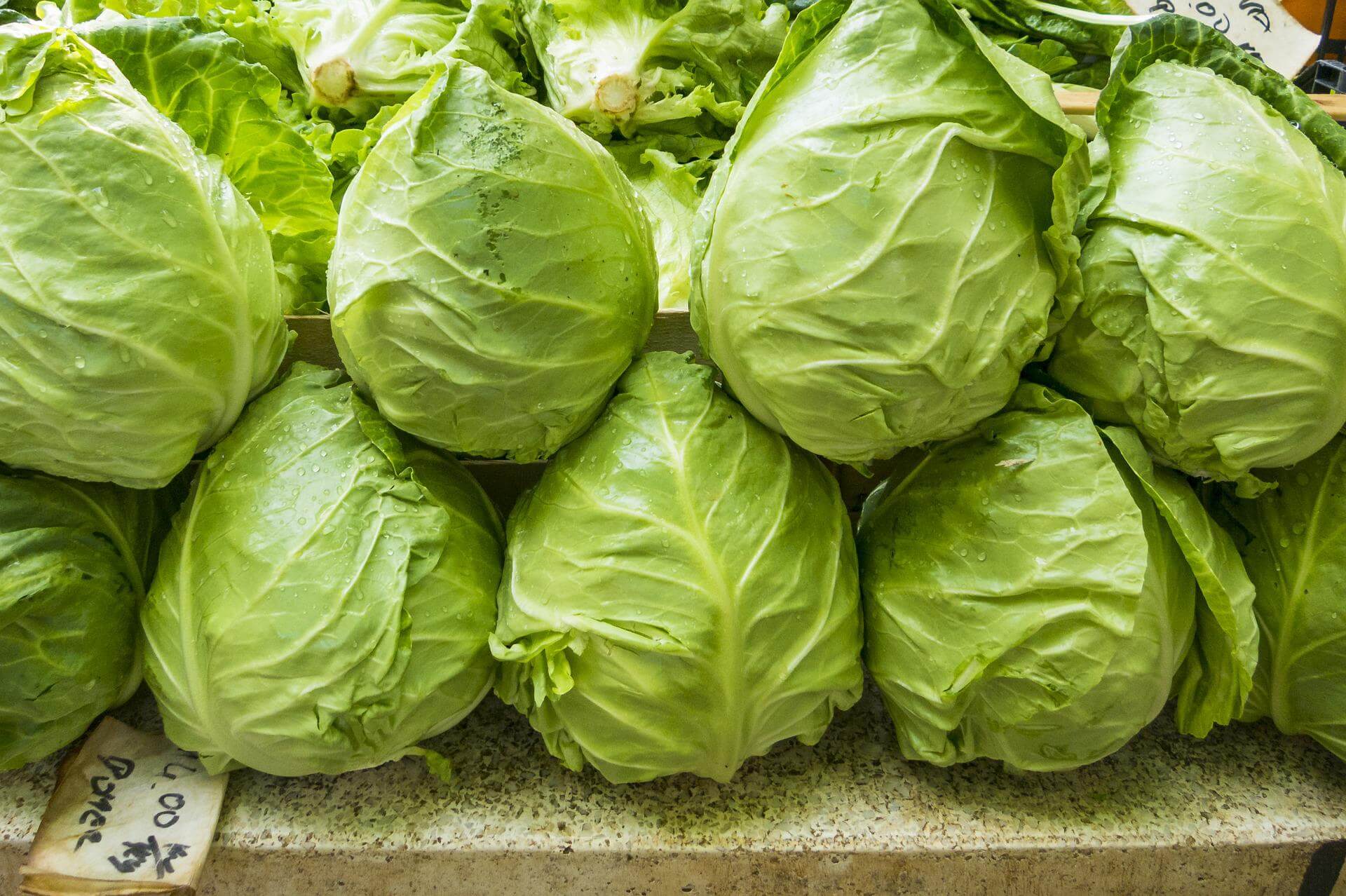 Grow fresh cabbage heads for greens anytime