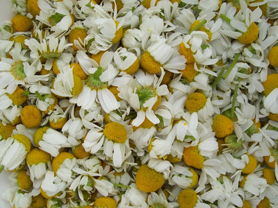 white and yellow chamomile flowers