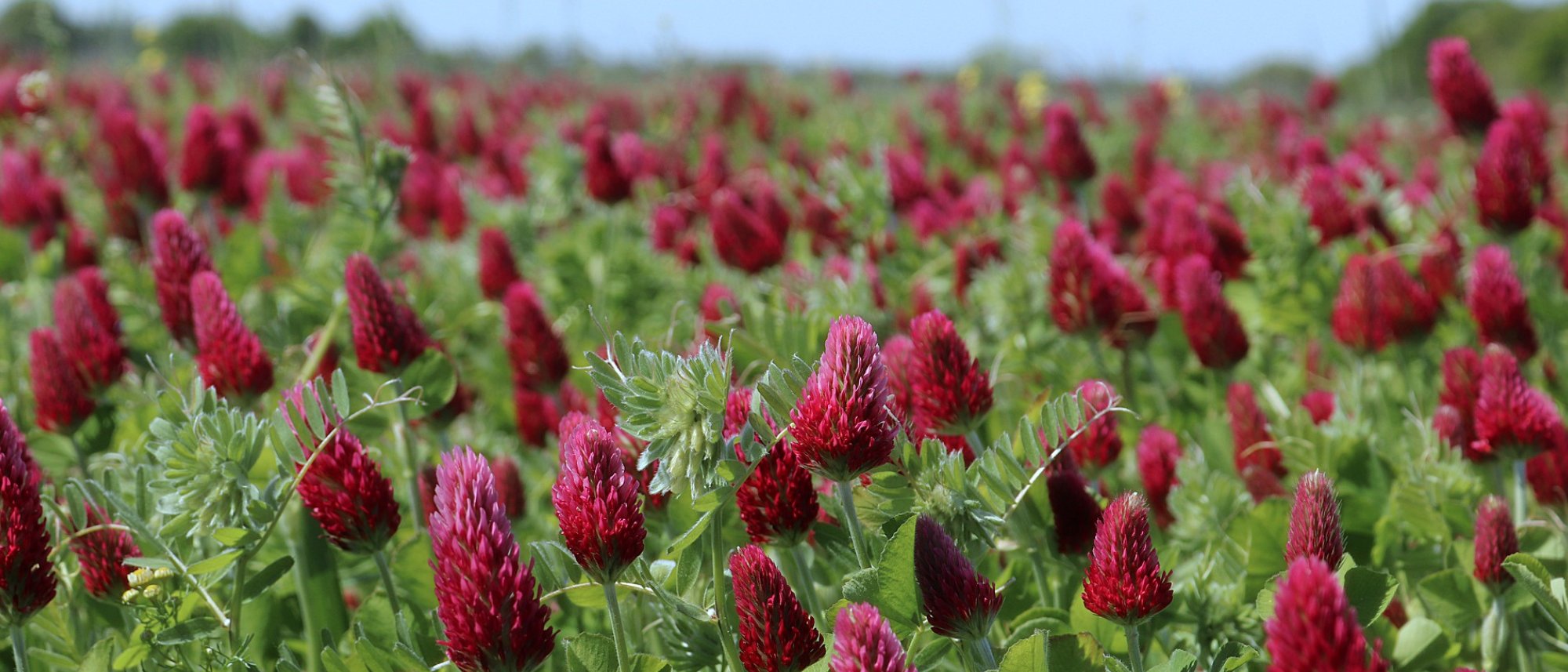 Grow clover cover crops