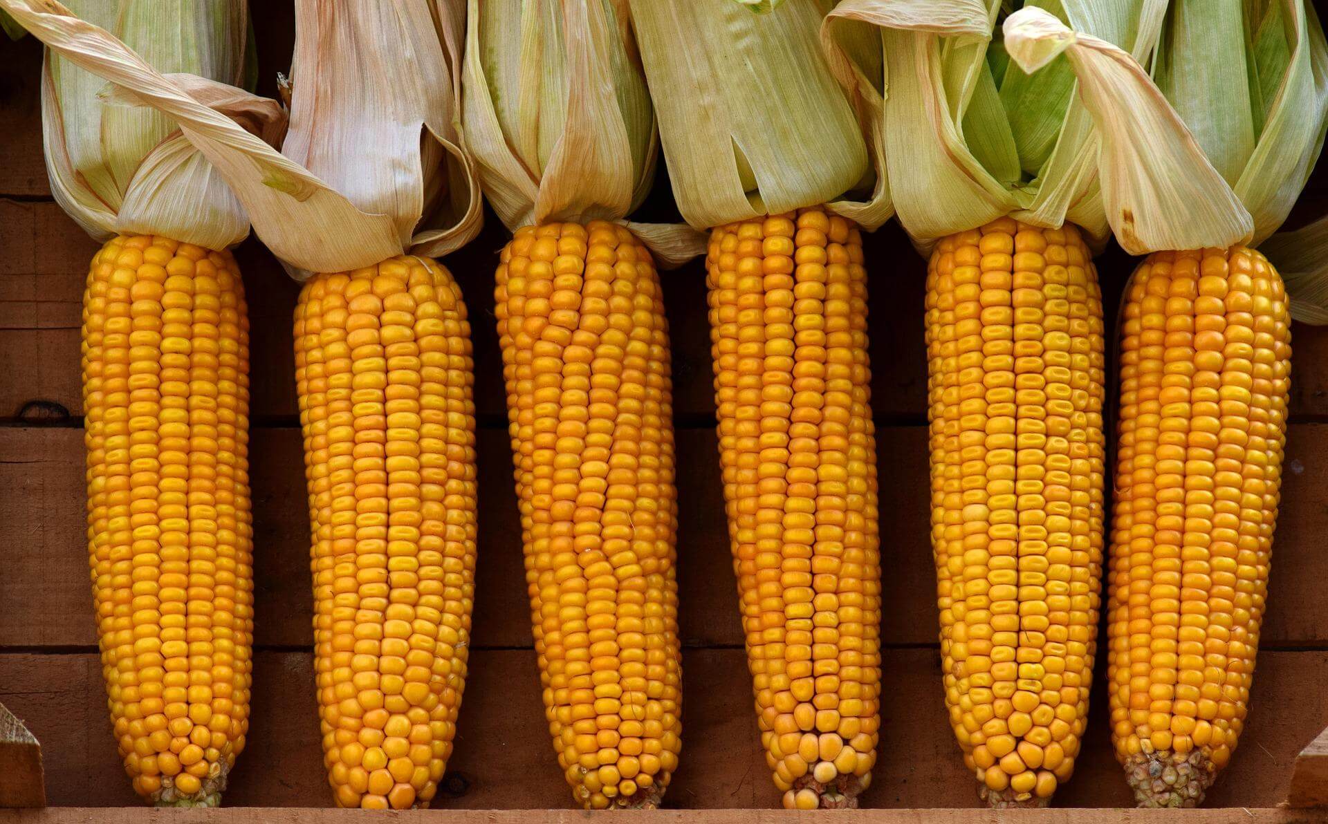 corn cobs category photo