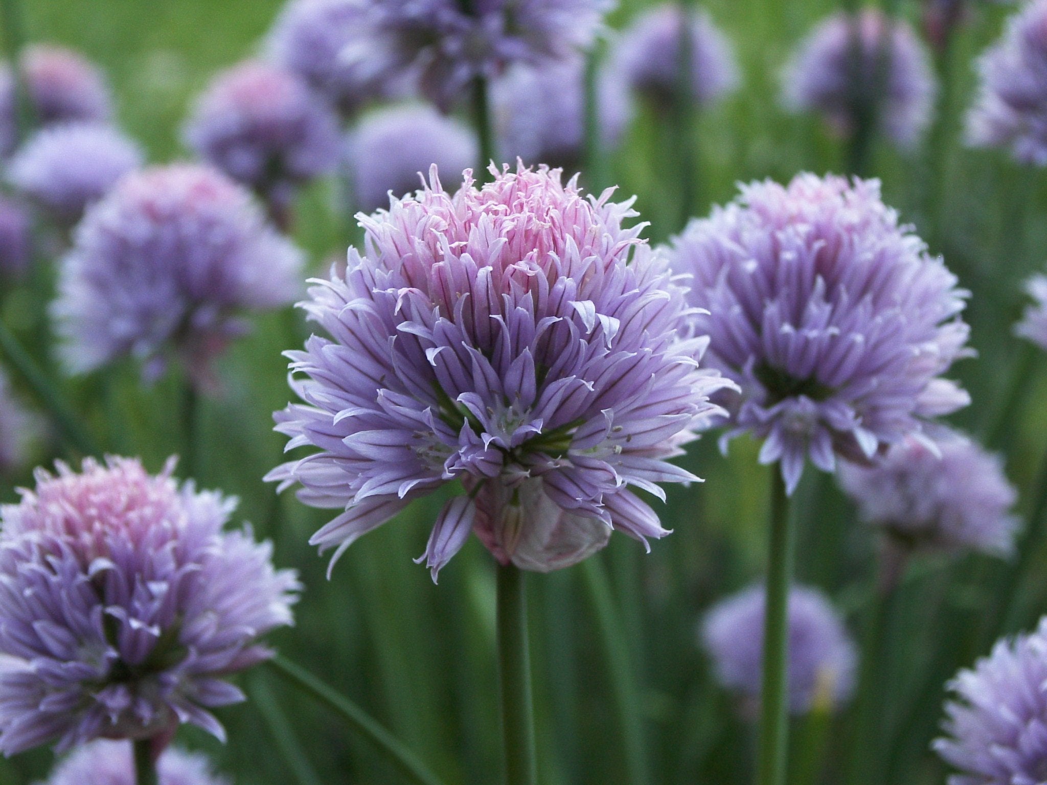 Chives blossoms to grow in your herb garden