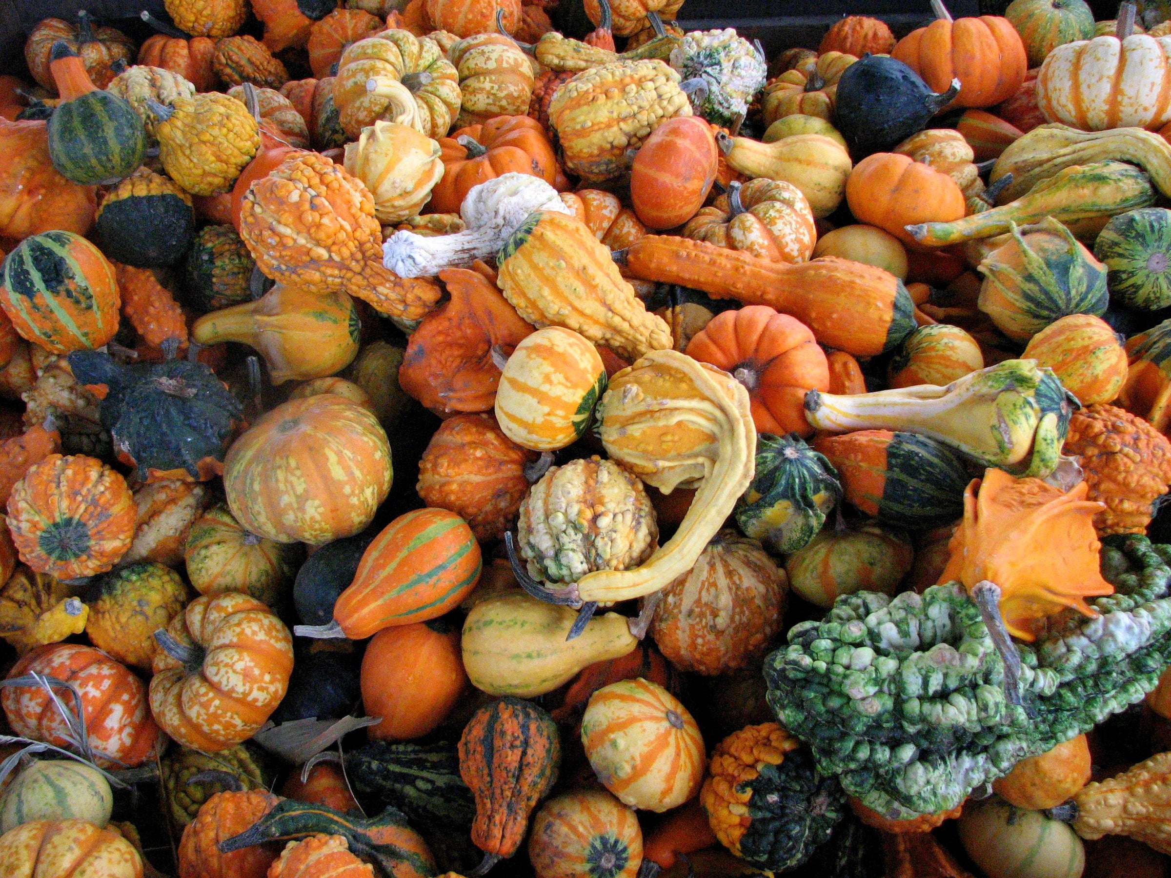 Grow a variety of decorative gourds in your garden