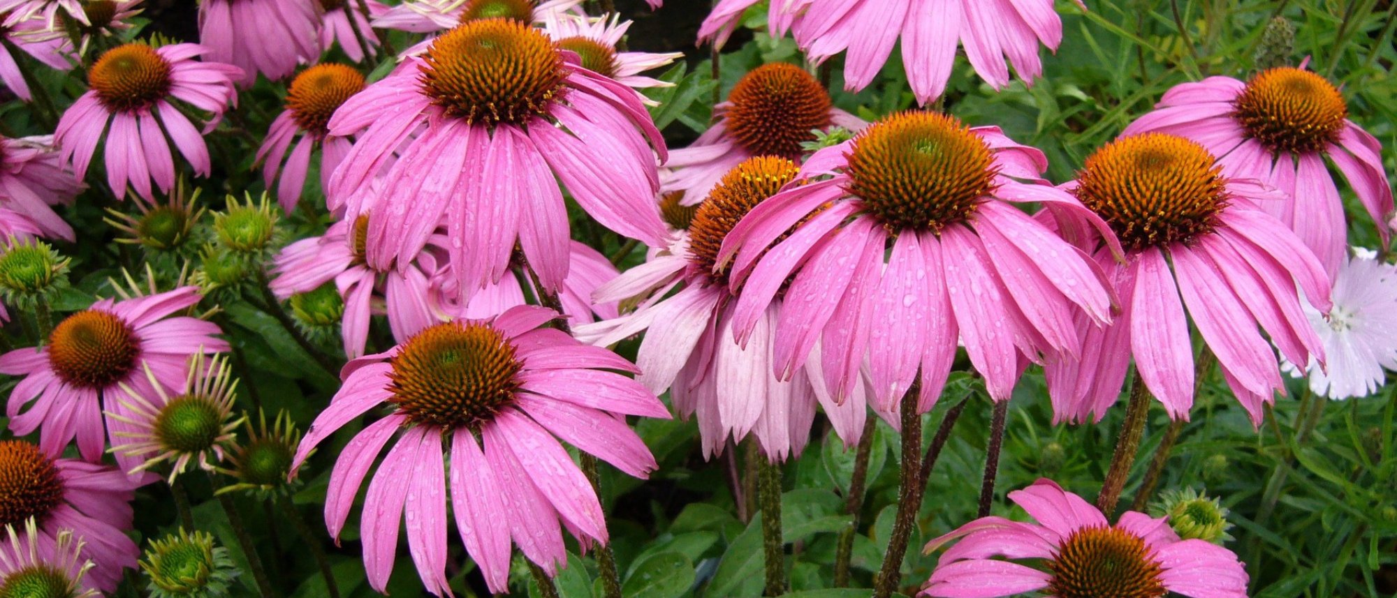 Grow echinacea medicinal herb and flower