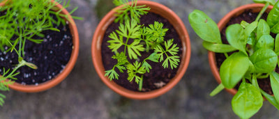 herbs growing in starter pots