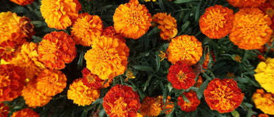 Grow your own bright orange pest repelling flowers