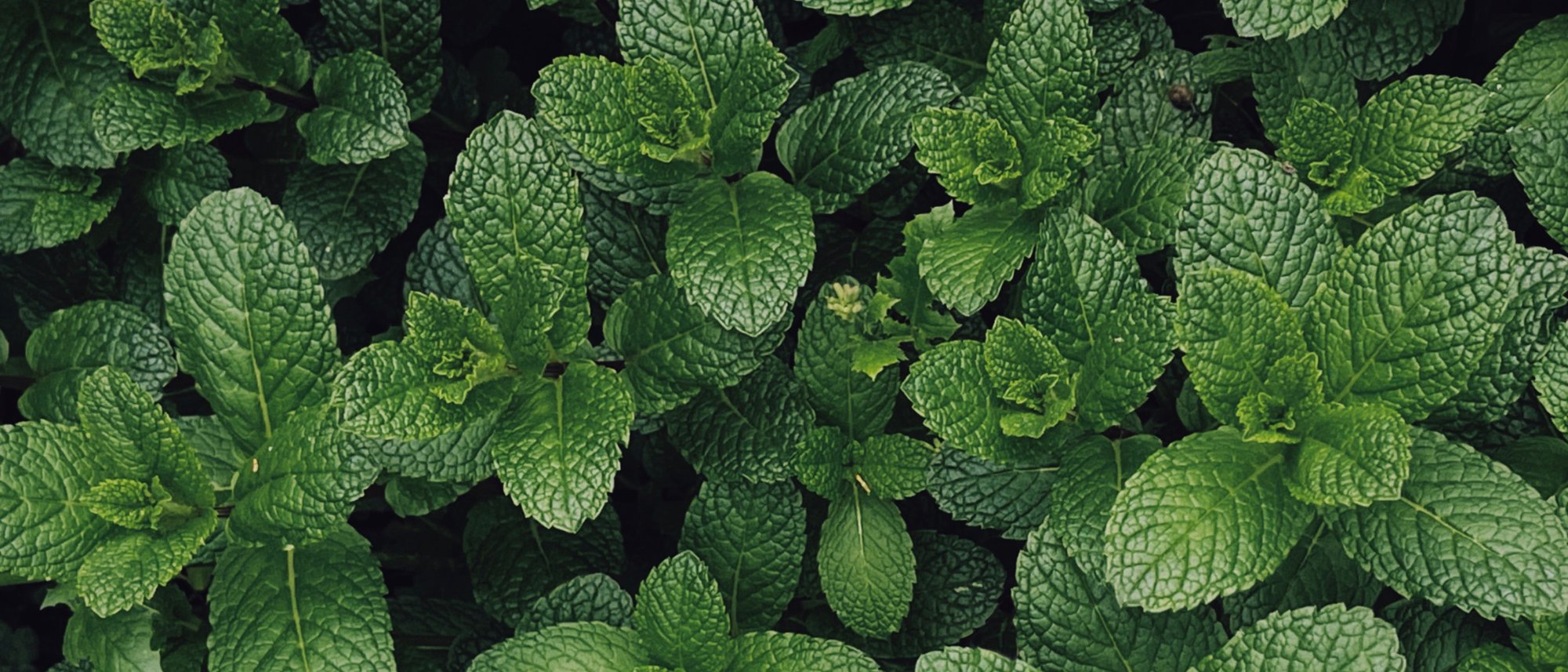 Perennial herb mint for freshness every year