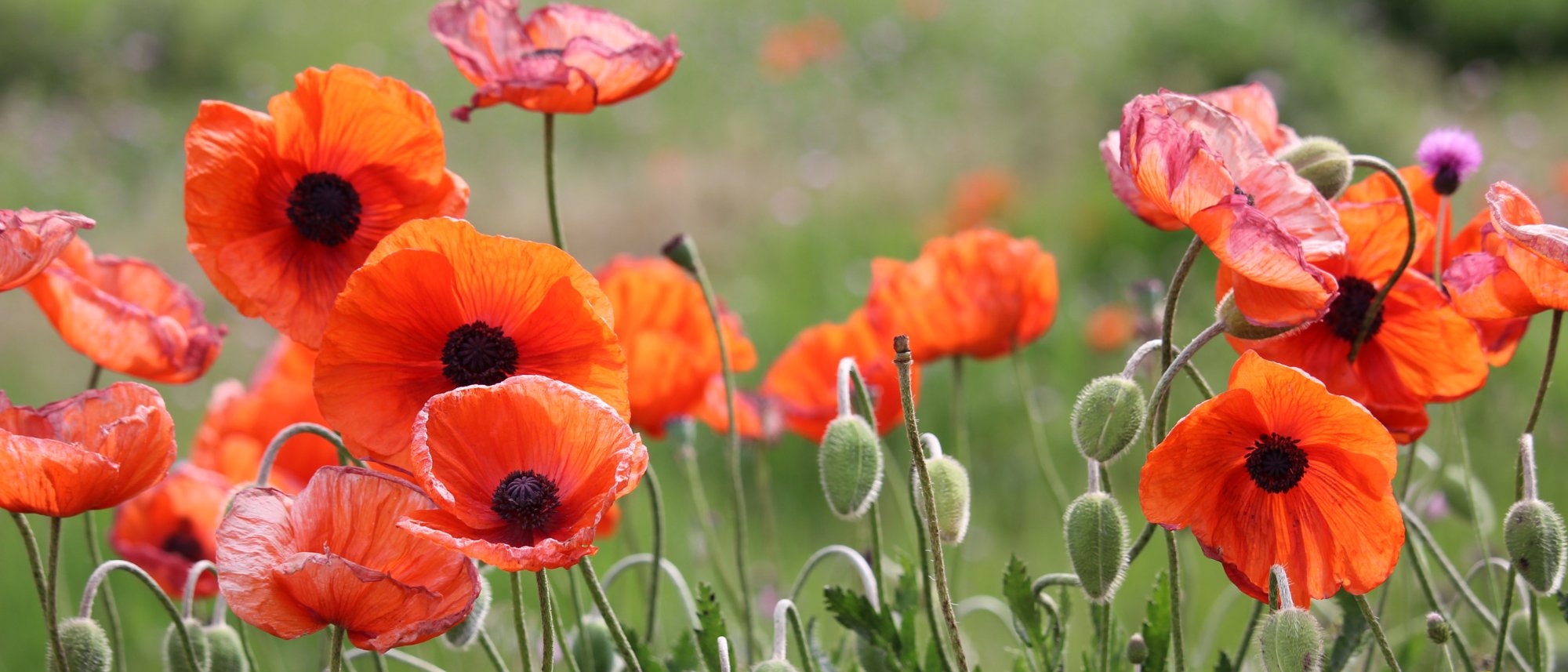Grow delicate and colorful poppy blooms