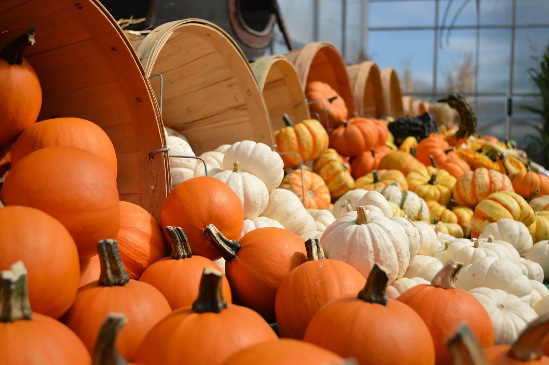 Grow different varieties of fall pumpkin squash