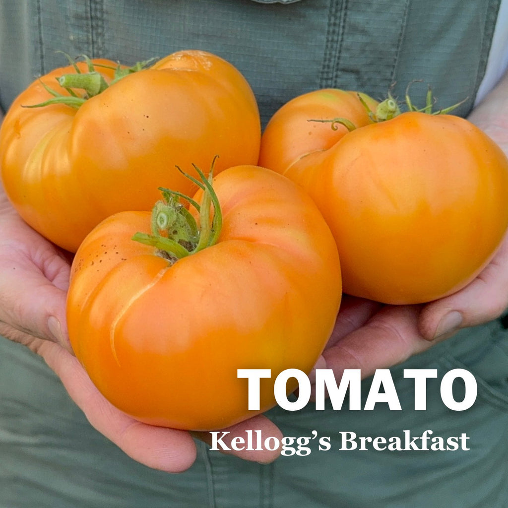 Kellogg's Breakfast Tomato | Indeterminate Slicer Tomatoes – Sow