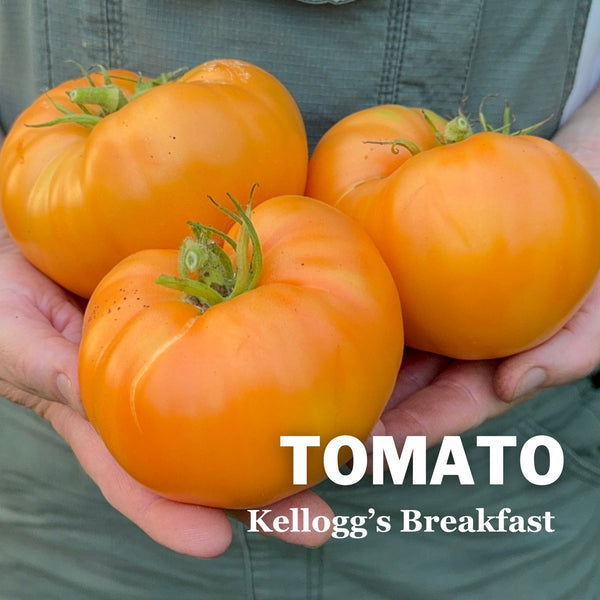 Kellogg's Breakfast Tomato | Indeterminate Slicer Tomatoes – Sow
