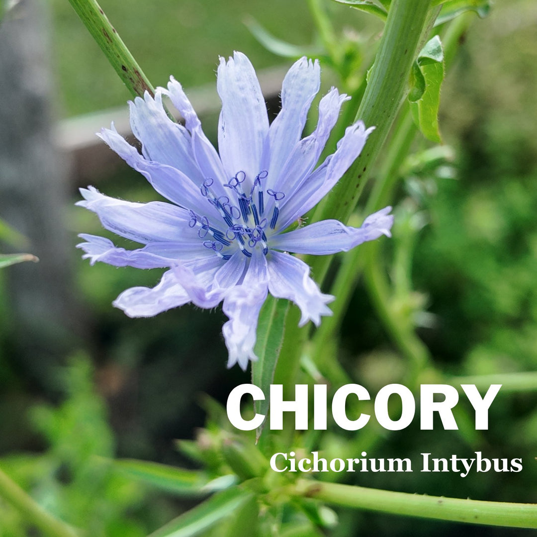 Chicory